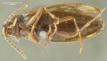 Media type: image;   Entomology 4771 Aspect: habitus ventral view